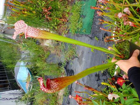 P939 S. leucophylla rose No.8 Y's