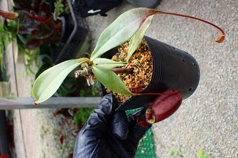 R310 3-3 N. viking x ampullaria variegata KIN