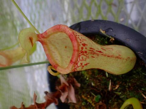 ネペンテス七種セット(宅急便発送) Nepenthes（ネペンテス