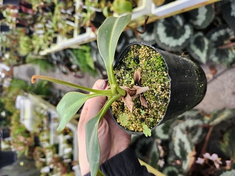 商品一覧 - Y's Exotics （山田食虫植物農園）