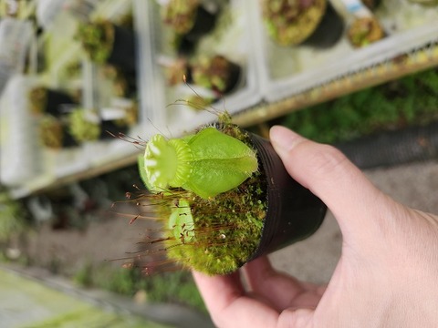 Cephalotus follicularis （セファロタス/フクロノユキノシタ