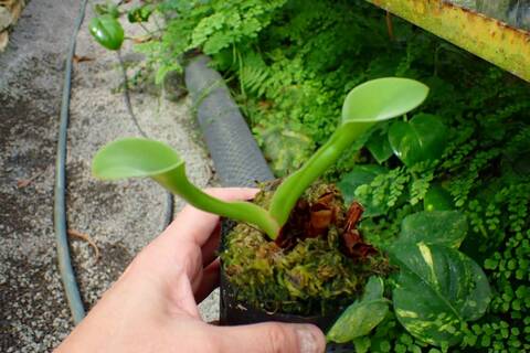 R424 1-1 H. exappendiculata (Chimanta Tepui) AW