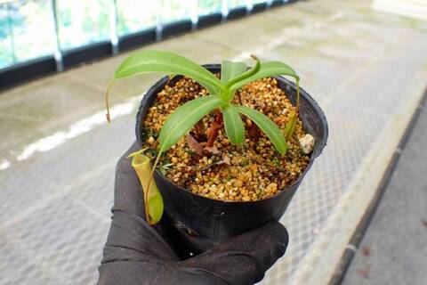 Y650 5-3 N. ventricosa red AW