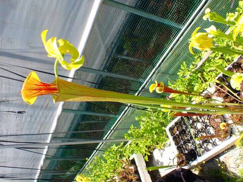 E620 S, flava var. cuprea