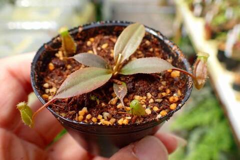Nepenthes（ネペンテス/ウツボカズラ）の商品一覧 | Y's Exotics