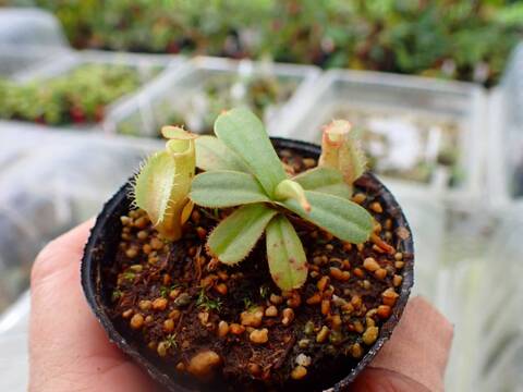 商品一覧 - Y's Exotics （山田食虫植物農園）
