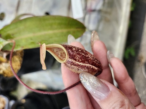 Nepenthes（ネペンテス/ウツボカズラ）の商品一覧 | Y's Exotics
