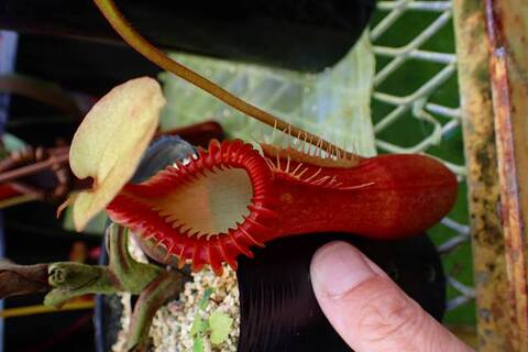 Nepenthes（ネペンテス/ウツボカズラ）の商品一覧 | Y's Exotics