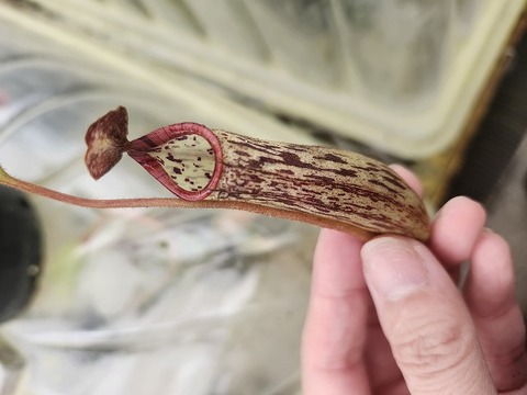 商品一覧 - Y's Exotics （山田食虫植物農園）