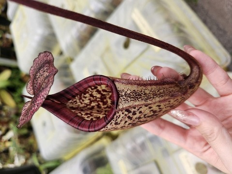Nepenthes（ネペンテス/ウツボカズラ）の商品一覧 | Y's Exotics