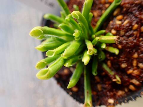 P297 2H [YA-27] H. minor Y's Lab