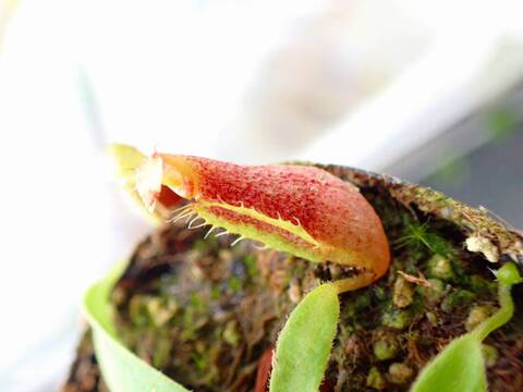 P785 5-1 [YA-14] N. sp. aff. bongso (from G. Gadut, seed-grown) Y's Lab
