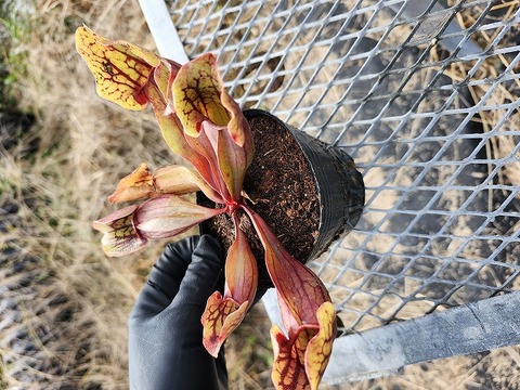 商品一覧 - Y's Exotics （山田食虫植物農園）