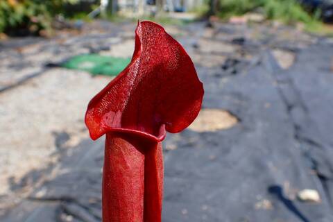 商品一覧 - Y's Exotics （山田食虫植物農園）