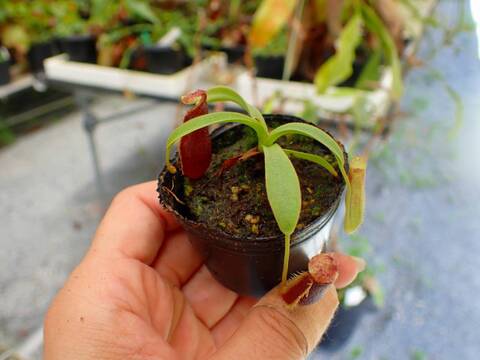P151 5-1 [YA-14] N. sp. aff. bongso (from G. Gadut, seed-grown) Y's Lab