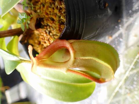 壺　実 商品一覧 - Y's Exotics （山田食虫植物農園）