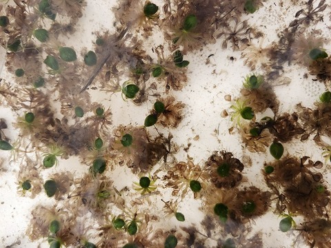 R306  1H Aldrovanda vesiculosa：京都巨椋池系統
