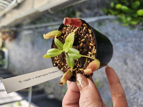 G317 5-1 N. rajah x xharryana Kinabalu Y's Lab 