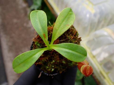 O130 1-4 N. undulatifolia x rajah #NNN