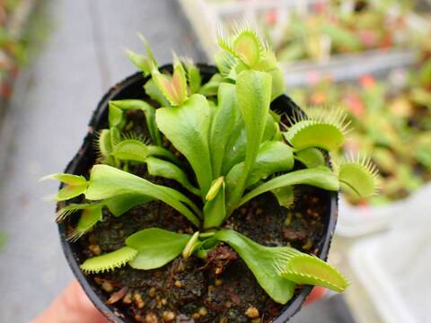 商品一覧 - Y's Exotics （山田食虫植物農園）