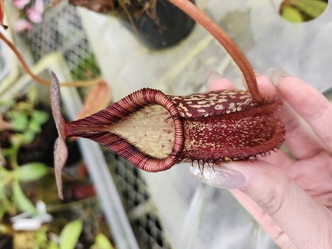 Nepenthes（ネペンテス/ウツボカズラ）の商品一覧 | Y's Exotics