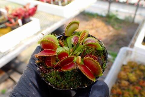 Dionaea muscipula（ハエトリソウ）の商品一覧 | Y's Exotics （山田