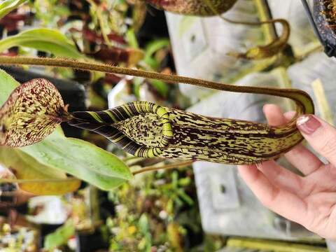 Nepenthes（ネペンテス/ウツボカズラ）の商品一覧 | Y's Exotics （山田食虫植物農園）