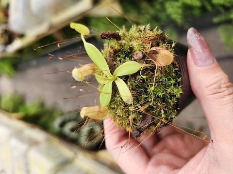 ゆうゆうネペンテス・ミランダ Nepenthes（ネペンテス/ウツボカズラ）の商品一覧 | Y's Exotics