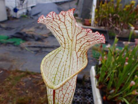 Sarracenia（サラセニア）の商品一覧 | Y's Exotics （山田食虫