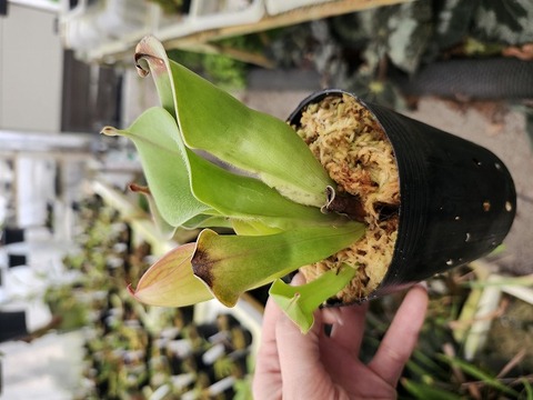 P185 1-1 H. huberi (Amuri Tepui) (spam) AW 