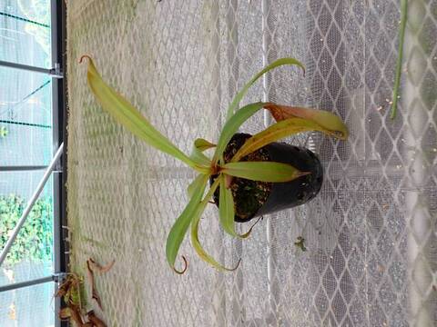Y605 5-3 N. rowanae x (albomarginata x veitchii) XC
