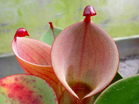 Y842 1-1 #BBB  H. folliculata (K) x minor var. pilosa AW
