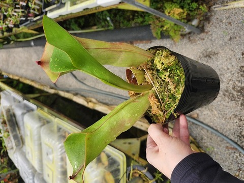 商品一覧 - Y's Exotics （山田食虫植物農園）