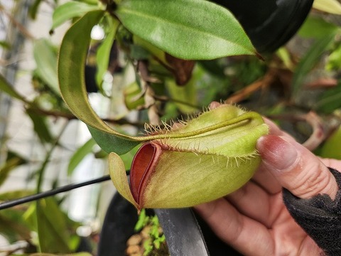 Tillandsia（エアプランツ）の商品一覧 | Y's Exotics （山田食虫植物