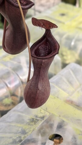 Nepenthes（ネペンテス/ウツボカズラ）の商品一覧 | Y's Exotics （山田食虫植物農園）