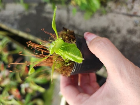 Cephalotus follicularis （フクロノユキノシタ）の商品一覧 | Y's