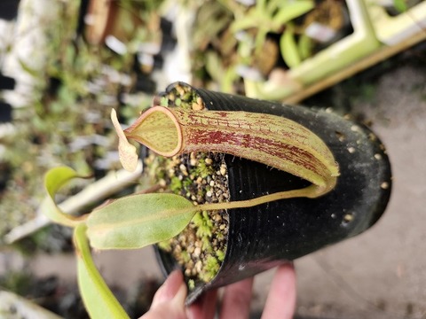 Y902 1-2 N. Wittei 一正園