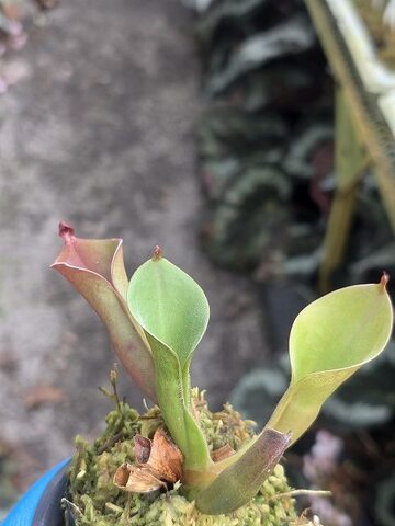 Heliamphora（ヘリアンフォラ）の商品一覧 | Y's Exotics （山田食虫植物農園）