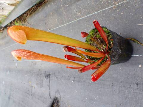 Sarracenia 'Kurenai' サラセニア '紅' 食虫植物 The appeal of the easy-to-grow carnivorous plant Sarracenia [Hyogo