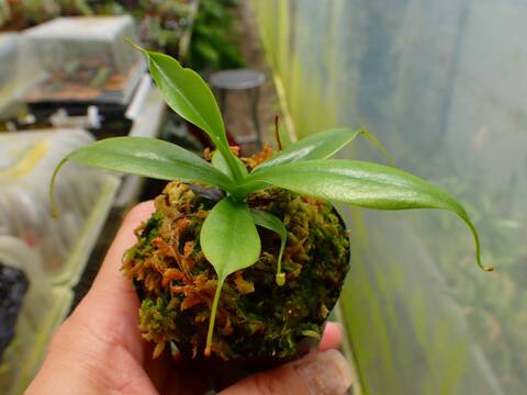 商品一覧 - Y's Exotics （山田食虫植物農園）