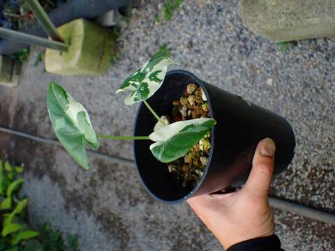 商品一覧 - Y's Exotics （山田食虫植物農園）