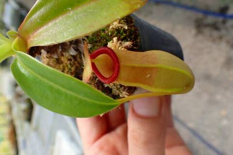 Nepenthes（ネペンテス/ウツボカズラ）の商品一覧 | Y's Exotics