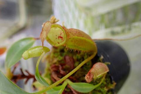 壺　実 Nepenthes（ネペンテス/ウツボカズラ）の商品一覧 | Y's Exotics