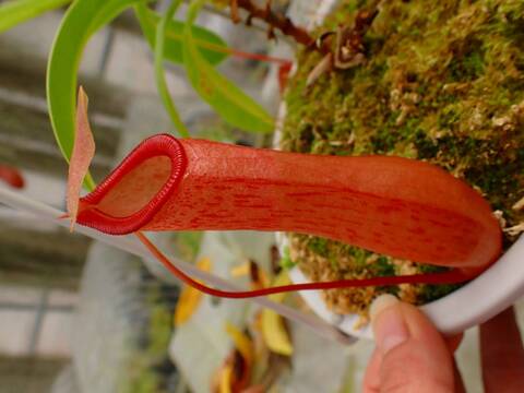 G983 5-2 N. ventricosa -red seedling Y's