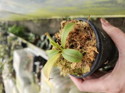 G714 1-4 N. veitchii Bario yellow peristome x villosa Kinabalu #NNN