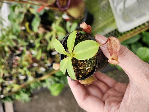 Y854 1-4 N. ventricosa Mt. Mayon x rajah #NNN 