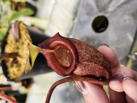 Nepenthes（ネペンテス/ウツボカズラ）の商品一覧 | Y's Exotics （山田食虫植物農園）