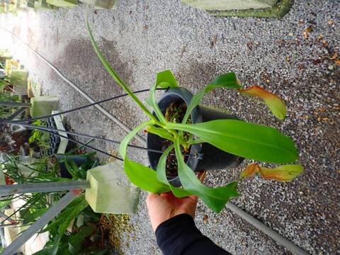 Y701 3-1 #BBB N. alata (t) giant x Luzon ♀ EP