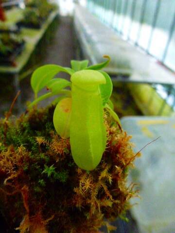 Nepenthes（ネペンテス/ウツボカズラ）の商品一覧 | Y's Exotics （山田食虫植物農園）