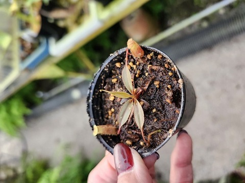 商品一覧 - Y's Exotics （山田食虫植物農園）